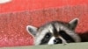 teaser Racoon