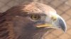 GRAB - Kyrgyz Veterinarian Turns Home Into Sanctuary For Injured Wildlife