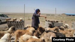 پناهگاه حیوانات در پردیس