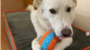COVER PHOTO - DOG LUCKY - RUS