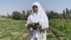 65-летняя Галатмо Алиева собрала выращенные на биоудобрениях огурцы