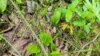 Балотнае вужава зельле (Ophioglossum valgatum)